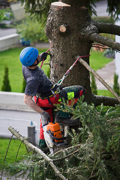 Leaf Removal in Kalkaska, MI