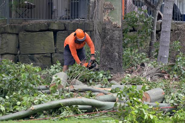 How Our Tree Care Process Works  in  Kalkaska, MI