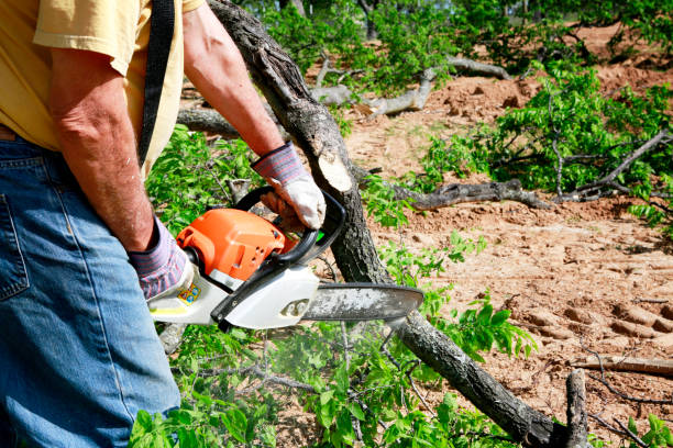 Trusted Kalkaska, MI  Tree Services Experts